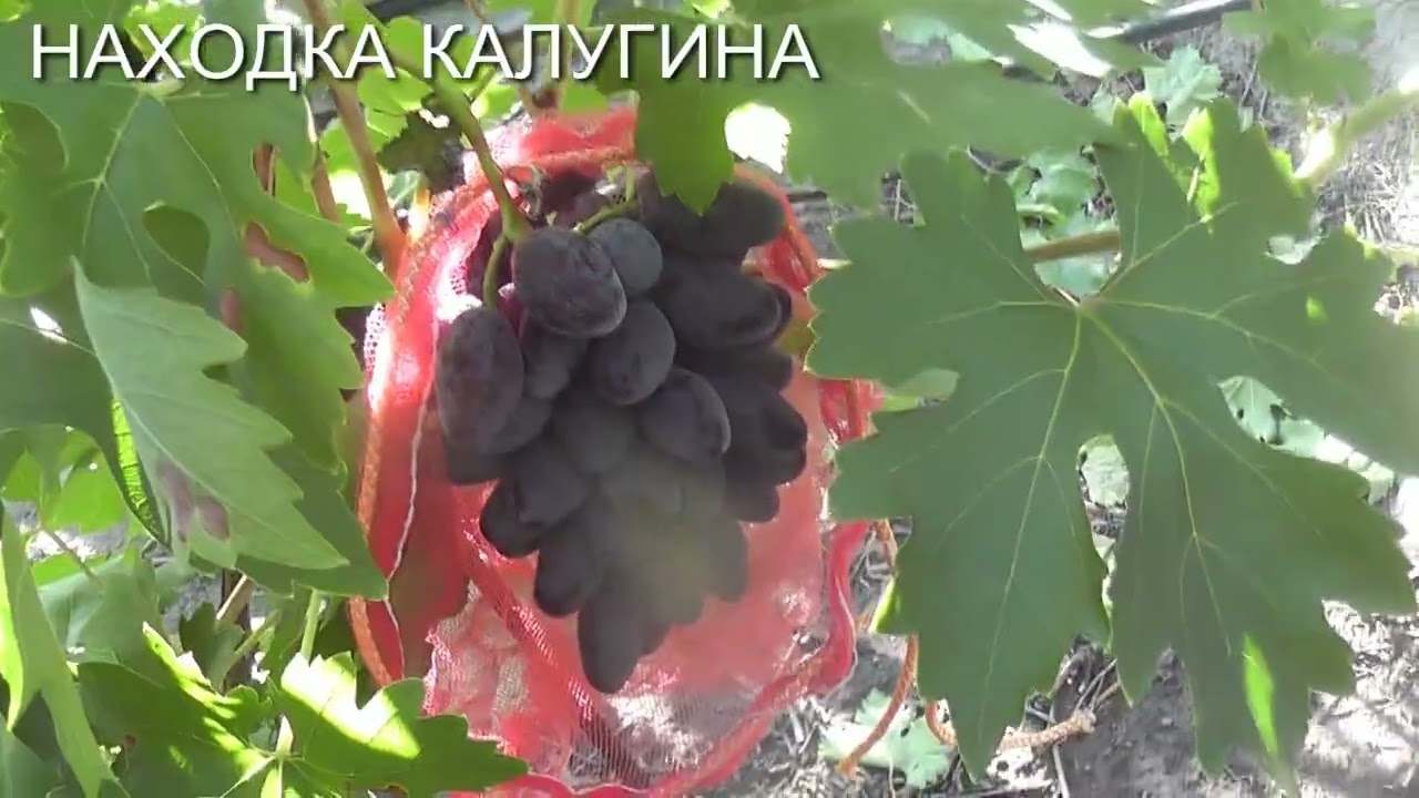 25г.Чарли,гф10-31,Натали Калугина, Находка Калугина,Черный Рояль,Чингизхан,Чер. Скала, Чер. Кристалл