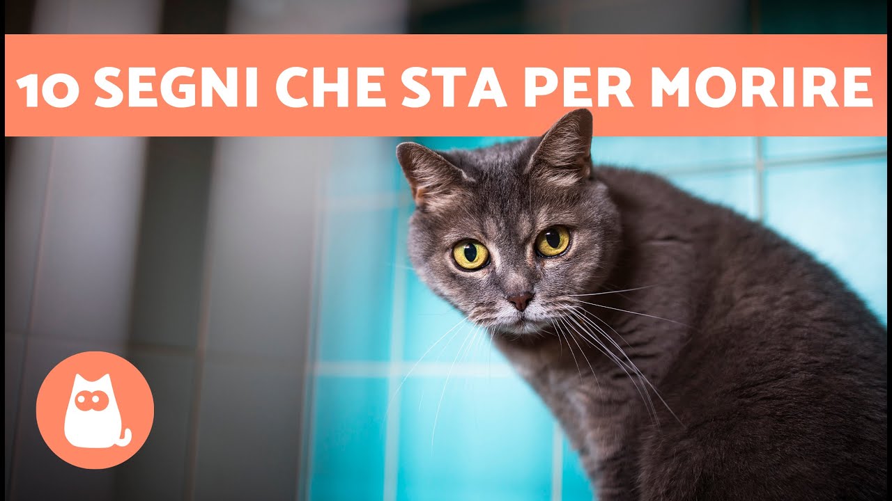 10 SINTOMI CHE UN GATTO sta per MORIRE 🐱💔 Come faccio a sapere se il mio gatto sta morendo?