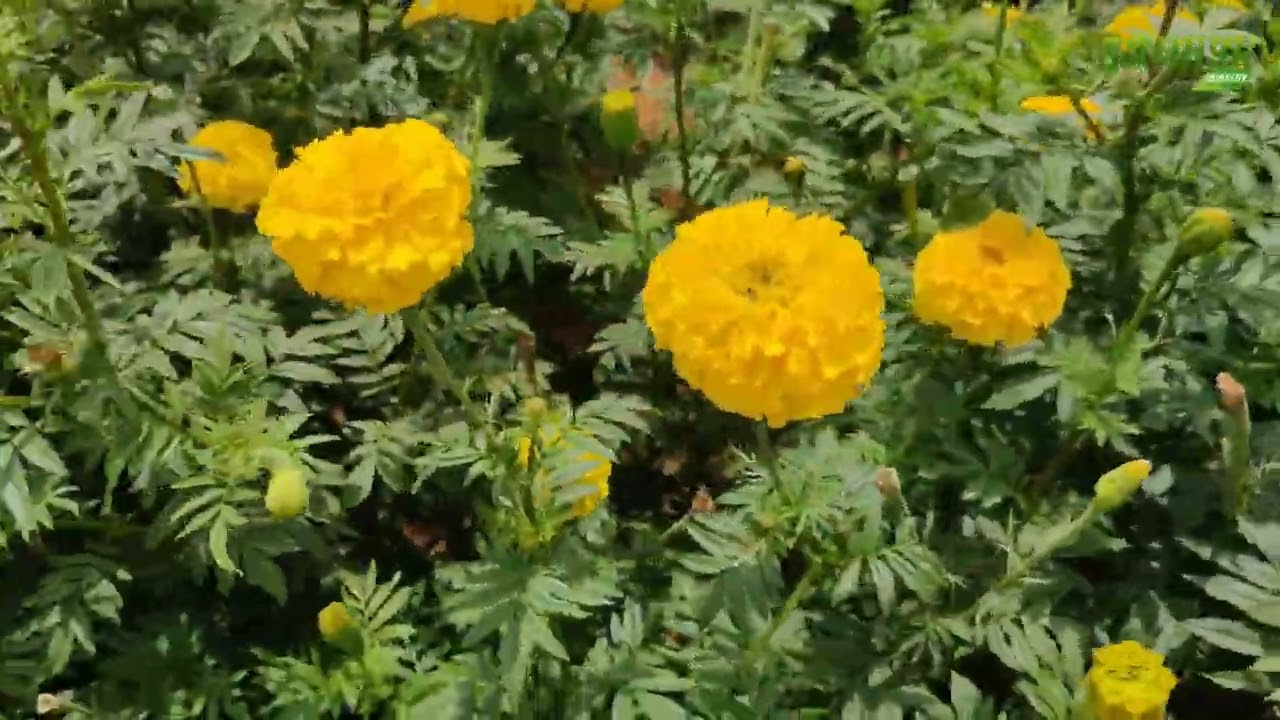 Vishnu Yellow ball marigold plants 65 days விஷ்ணு மஞ்சள் கேந்தி ||Tamil||Sathish Nursery 8190051153