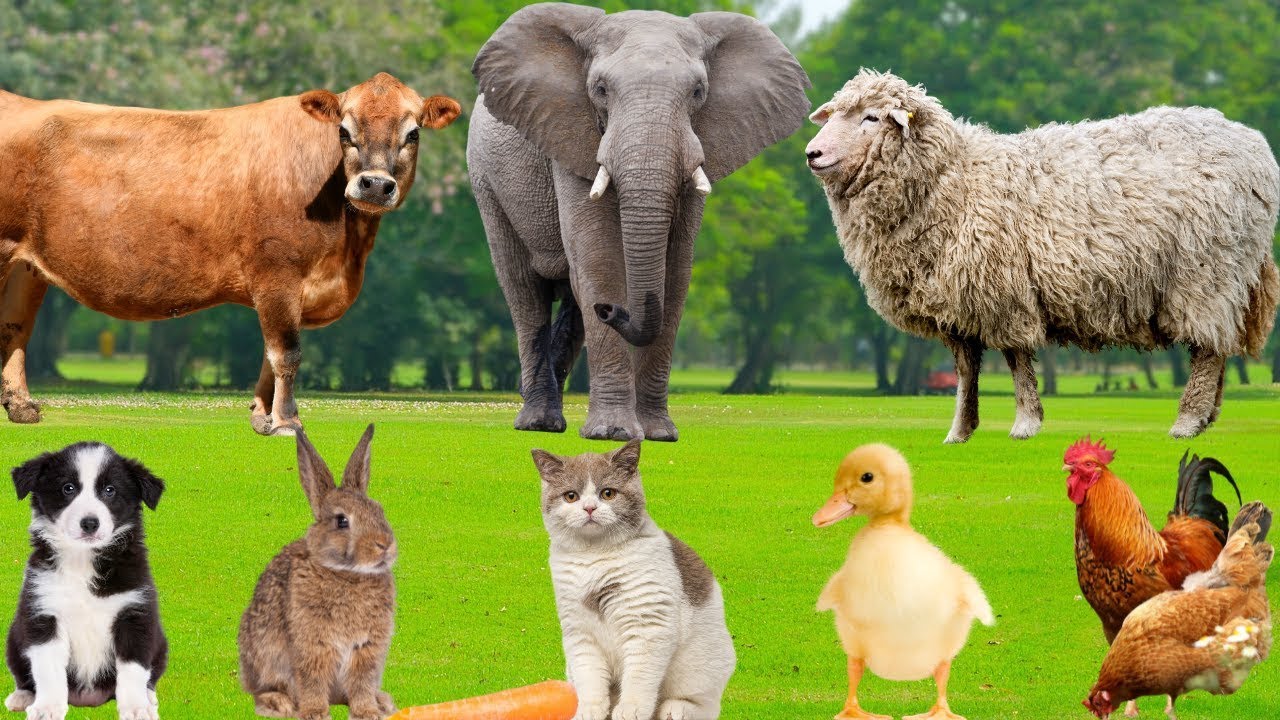 4k Farm Animal Sounds Compilation | Cow, Sheep, Dog, Cat, Chicken, Horse
