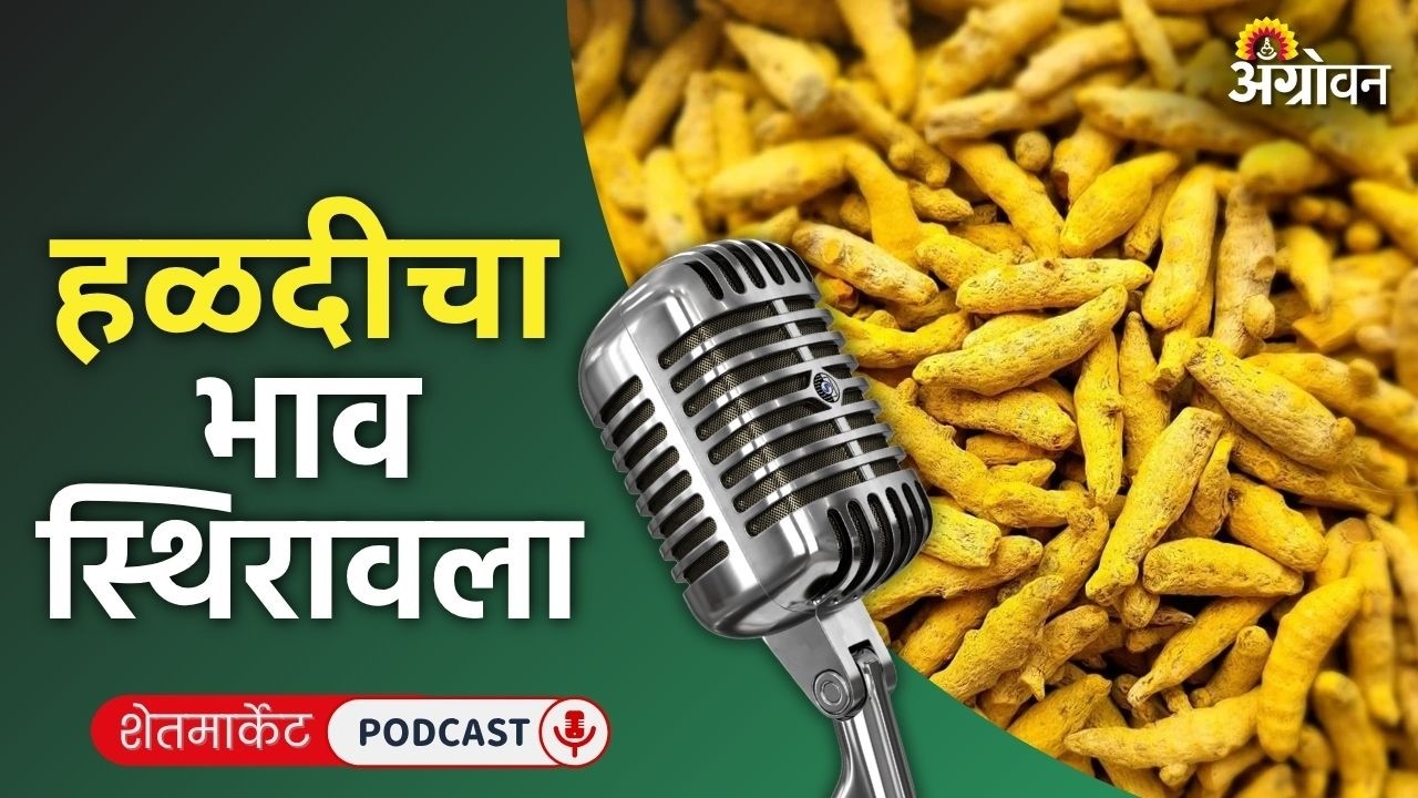 Cotton, Soybean Rate: कापूस बाजार, सोयाबीन दर, कलिंगड भाव, मका रेट | Agrowon