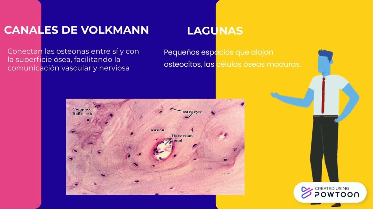 Hueso compacto y esponjoso y placa epifisiaria.