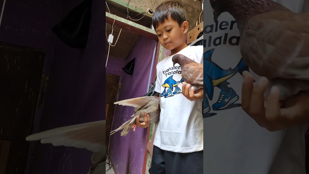 Burung al banyak yang giring #alfattahchannel