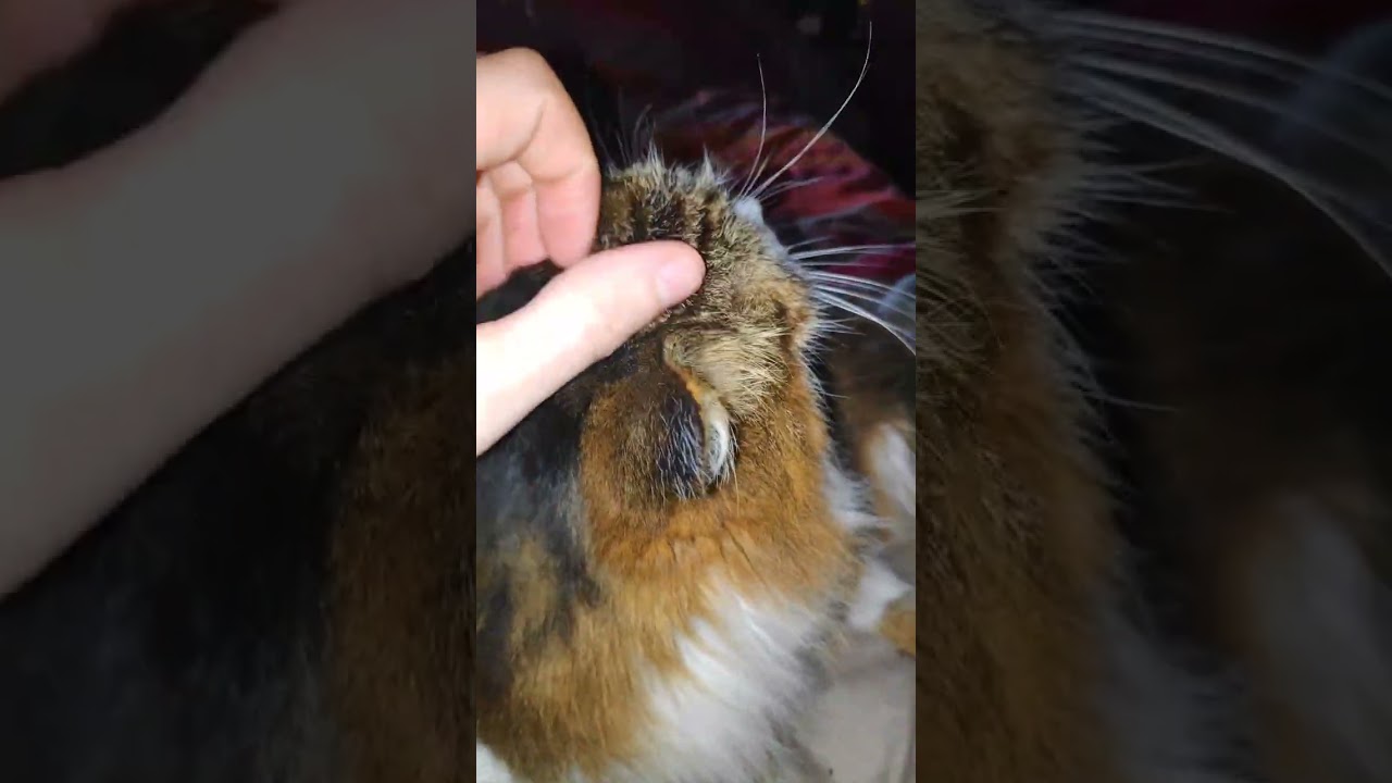#cat