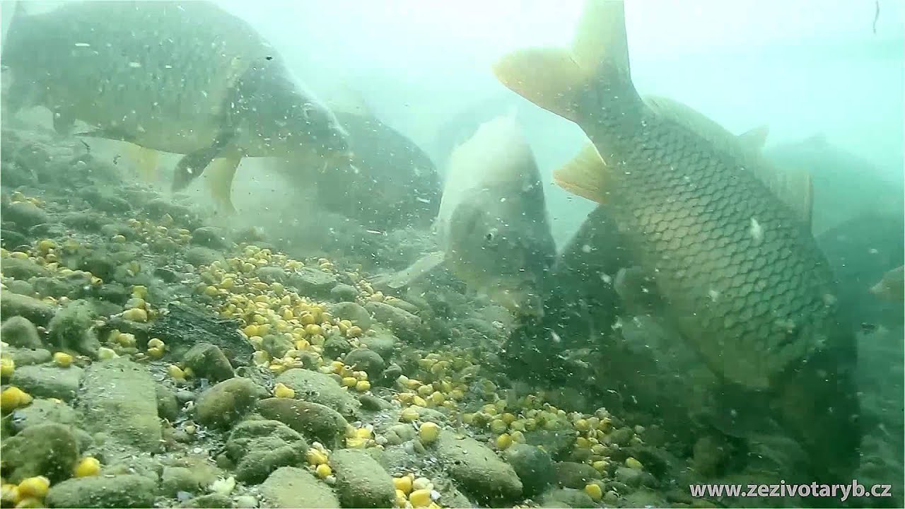 Kapr obecn&yacute; (Cyprinus carpio)