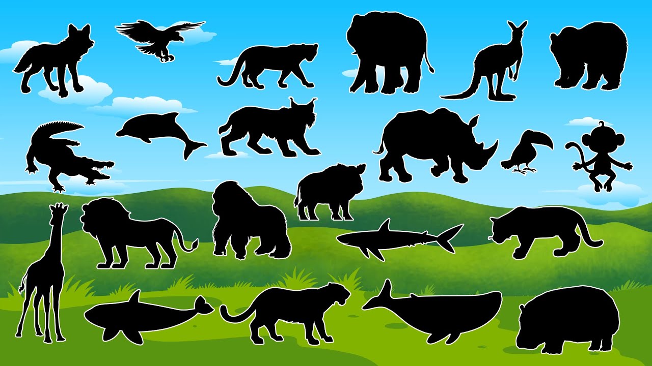 Qual é a Sombra? 🐾 Adivinhe os Animais Selvagens!
