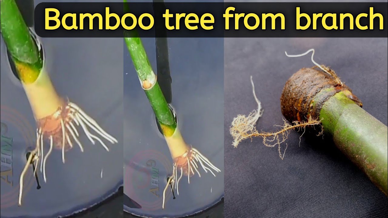 Bamboo tree grafting | Bamboo tree from branch