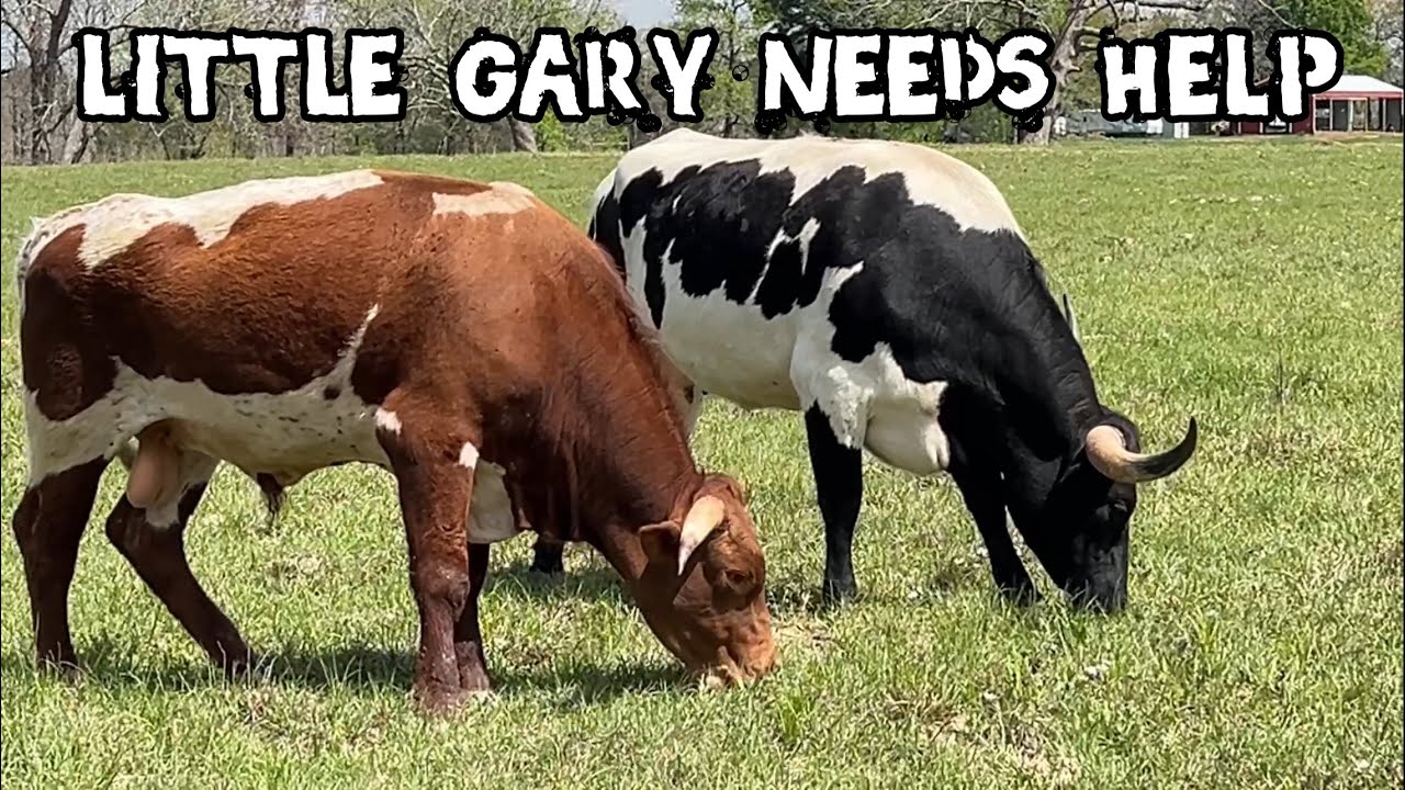 Shorthorn Bull and Alligators Don’t Mix!