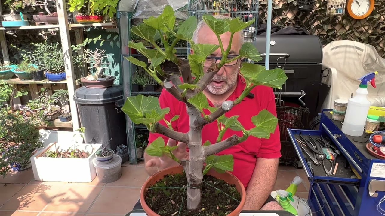 🍀 hacer pequeña la hoja de la HIGUERA