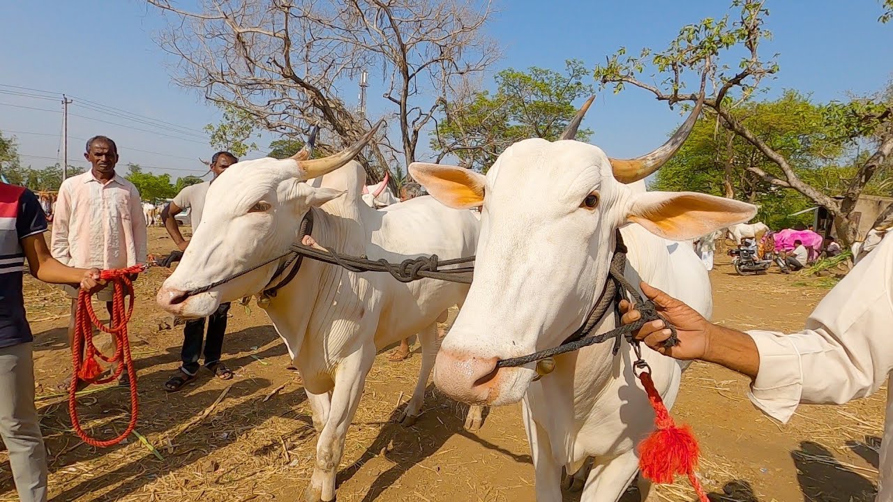 Khillari bulls of Lingappa Kale cost 6 lakhs