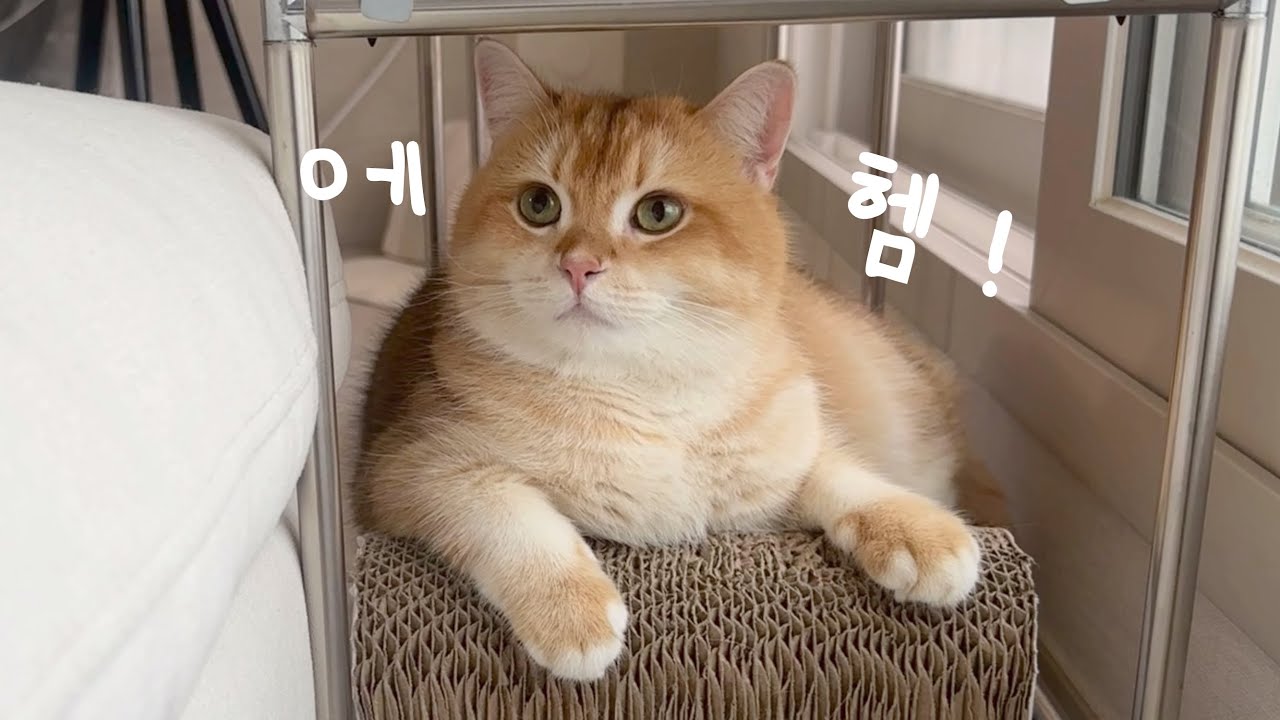 잡도리에 진심인 고양이 【따뜻함을 곁들인..⭐️】 | 고양이 브이로그