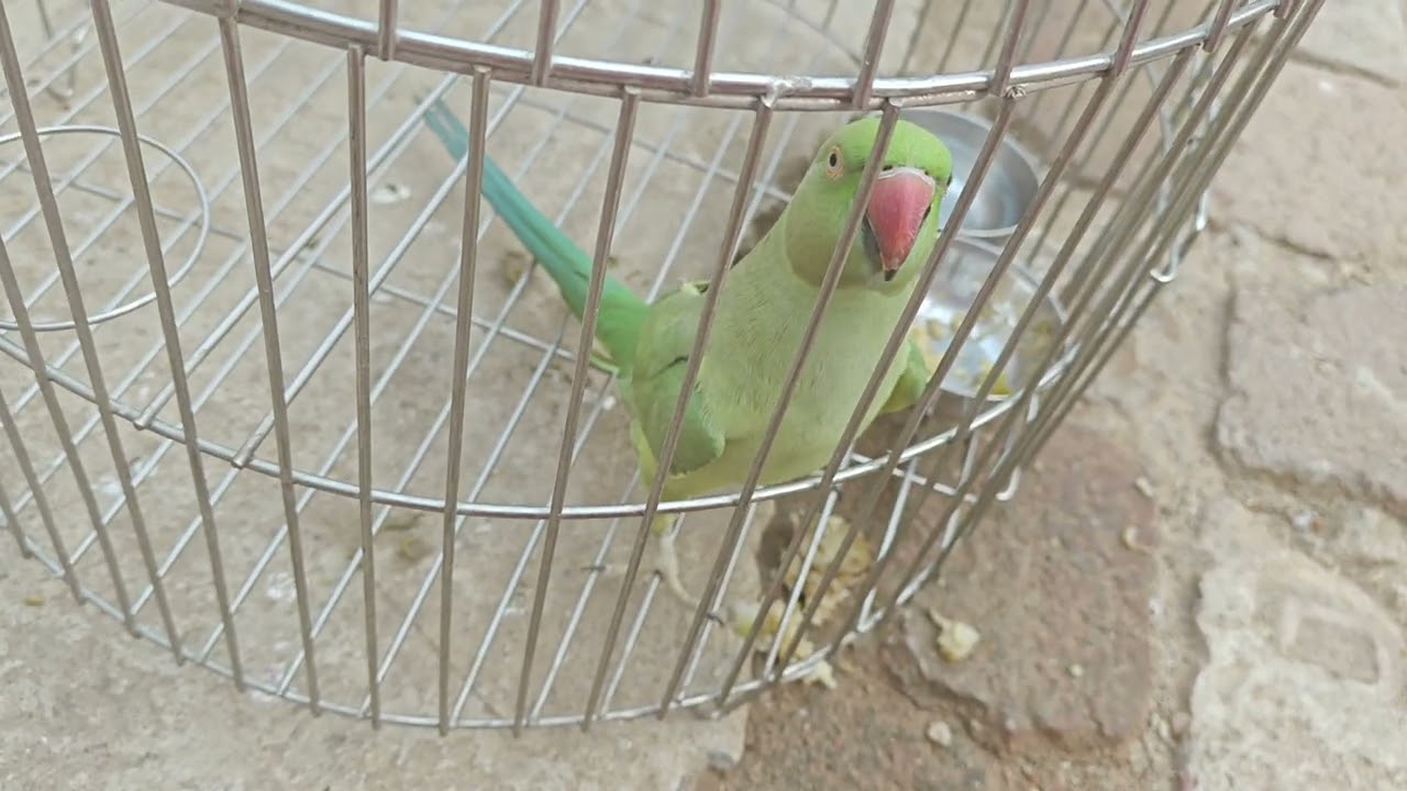 Tote Ko Mobile Se Bolna Sikhao | Talking Parrot Phone Training | Long Video