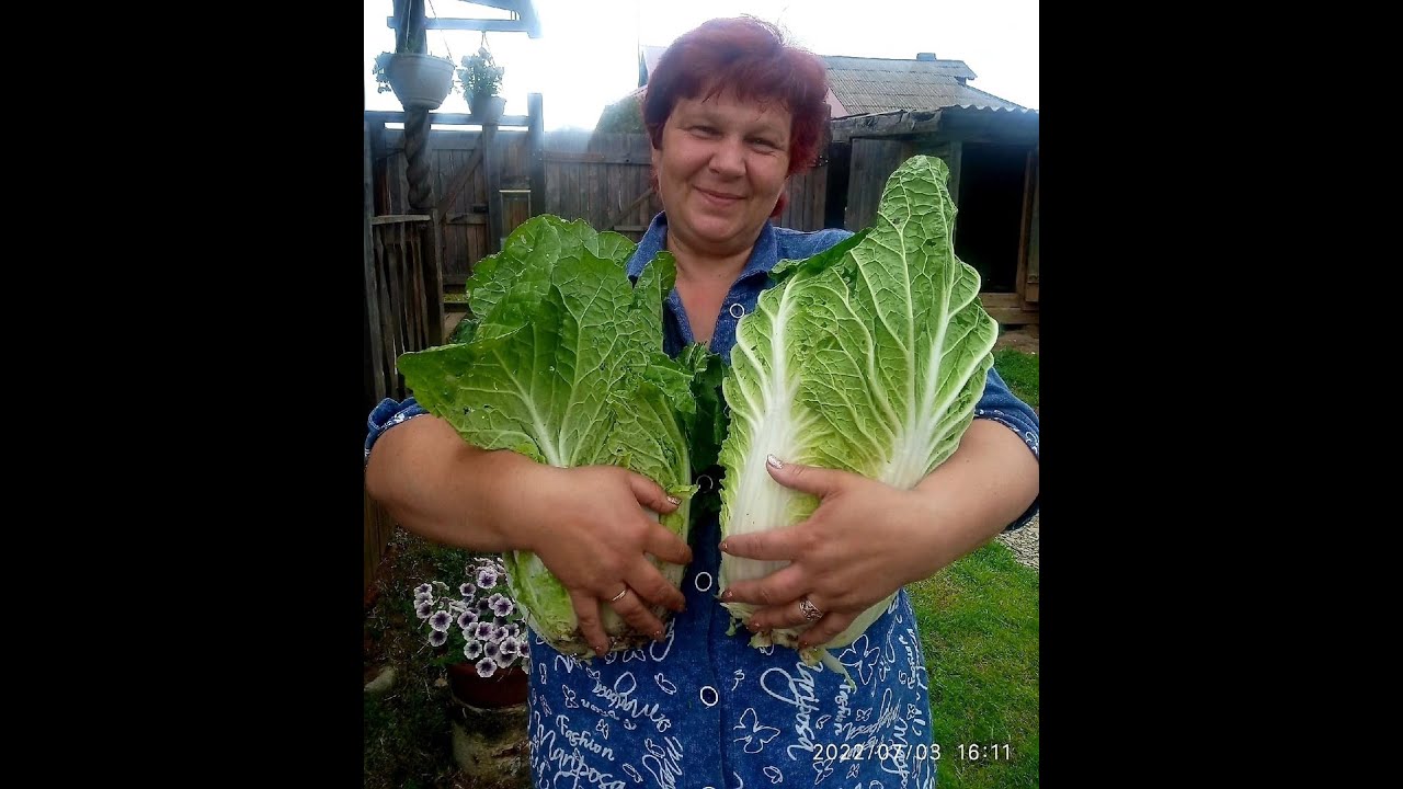 Выращивание ПЕКИНКИ от А до Я 📌💯 Мой опыт в Выращивании ПЕКИНСКОЙ КАПУСТЫ 🌱🌱