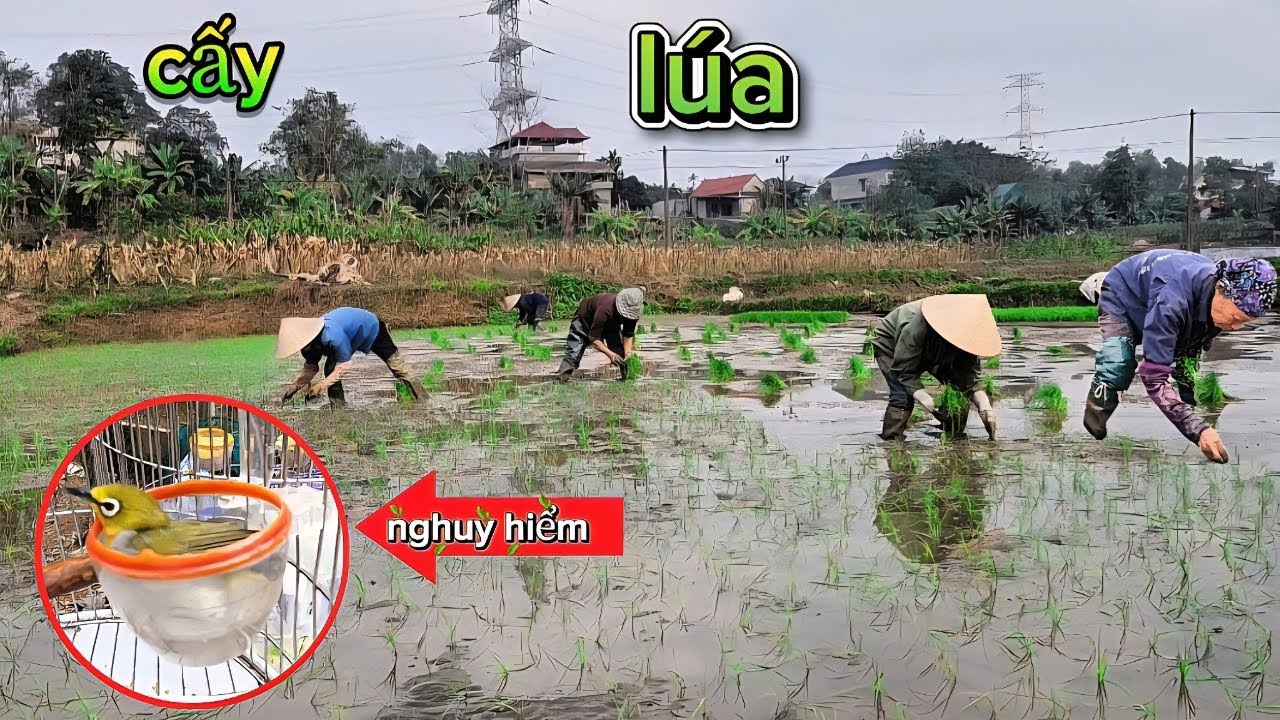 Phát hiện chim khuyên tắm cực nghuy hiểm  cùng mẹ cấy lúa dưới trời mưa rét  _ HIẾUĐENTV