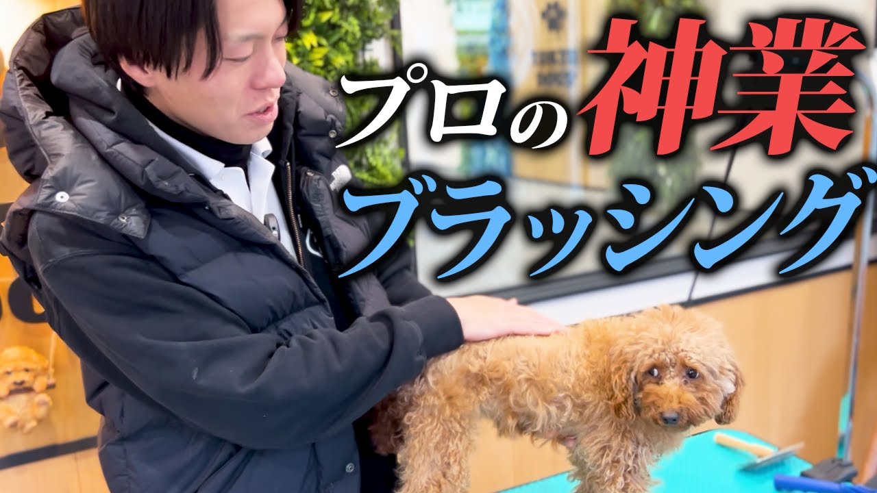 【プロの神技】愛犬をブラッシングをやり方を実演で解説します