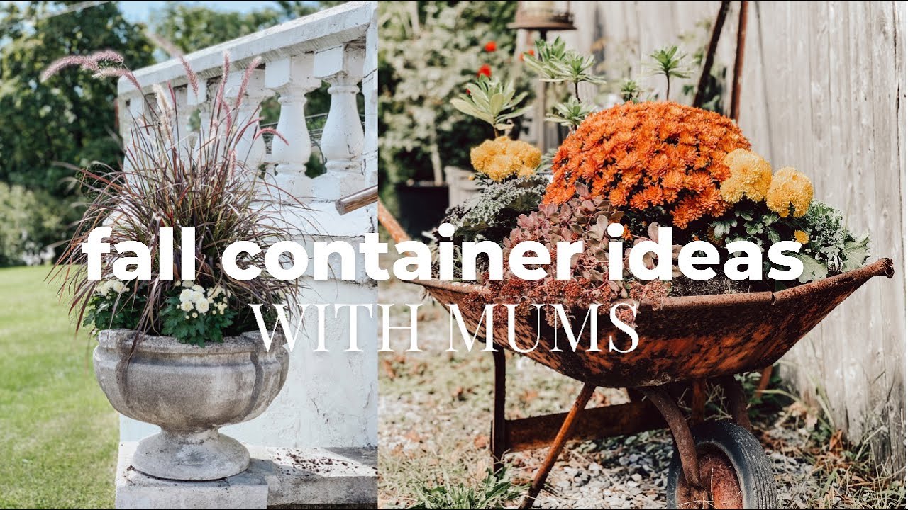 Fall Container Ideas With Mums
