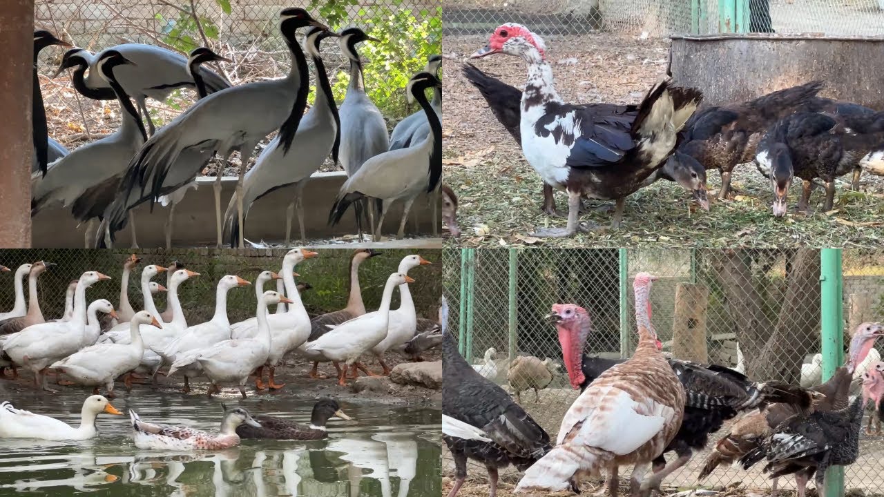 Ducks, Turkey Birds and Crane Birds | Muslim breeding Farm Birds Visit | M Birds