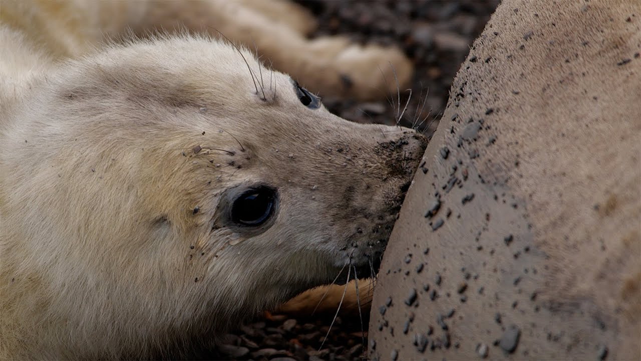 Seal Pup Suckling | Discover Wildlife | Robert E Fuller