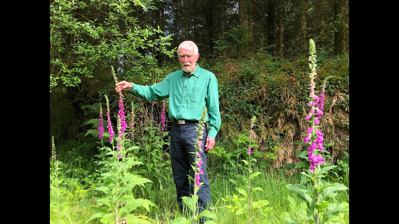 Foxglove with John Feehan  in June, Wildflowers of Offaly series