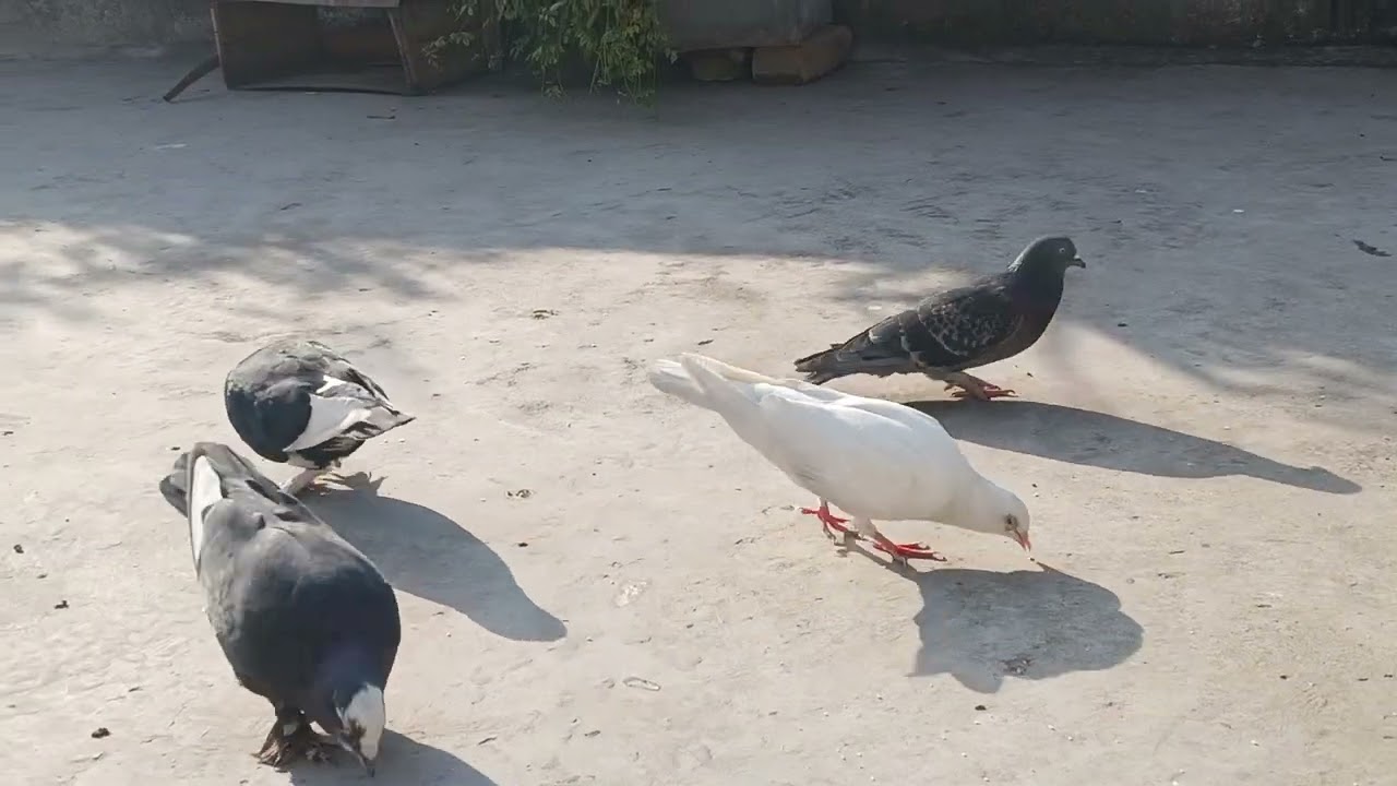 हमारे कबूतर का ब्लॉक दिखाइए 🕊🕊