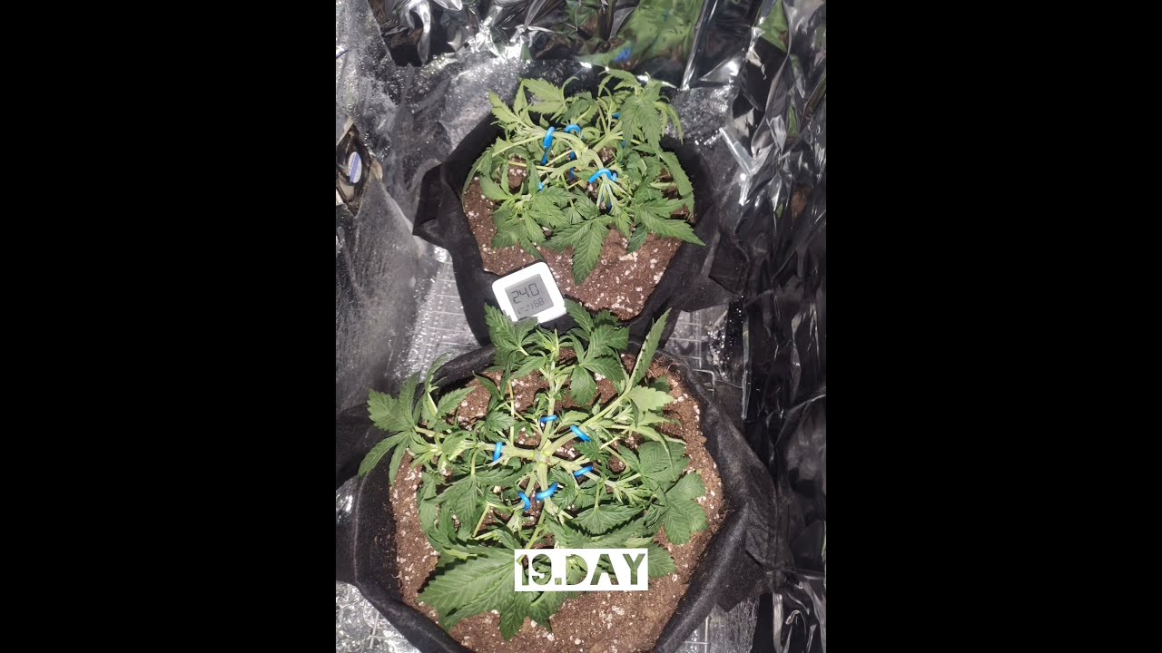 Blue Dream Autoflower Timelapse
