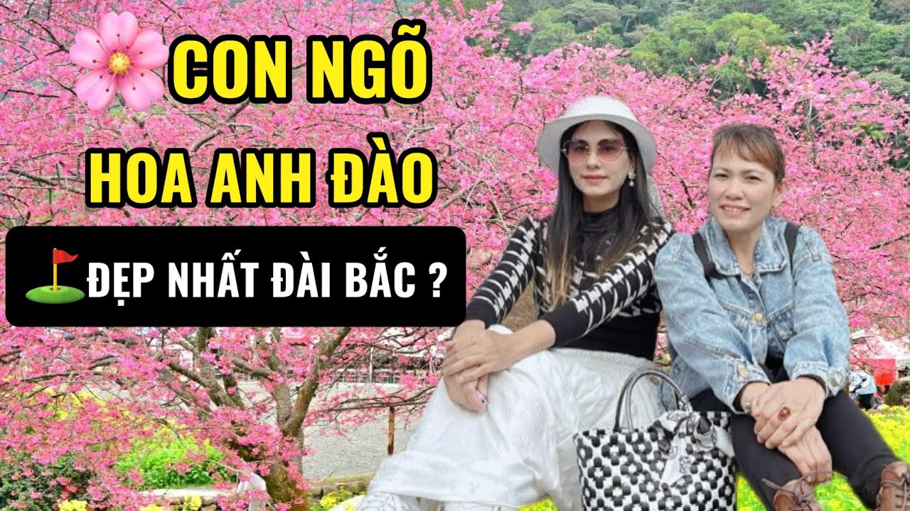 Đài Bắc Ai Cũng Muốn Đến Con Ngõ Hoa Anh Đào Pingjing Đẹp Nhất Đài Bắc Đài loan 