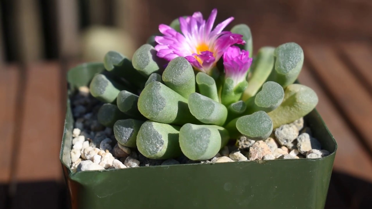 How I take care of succulent Frithia pulchra