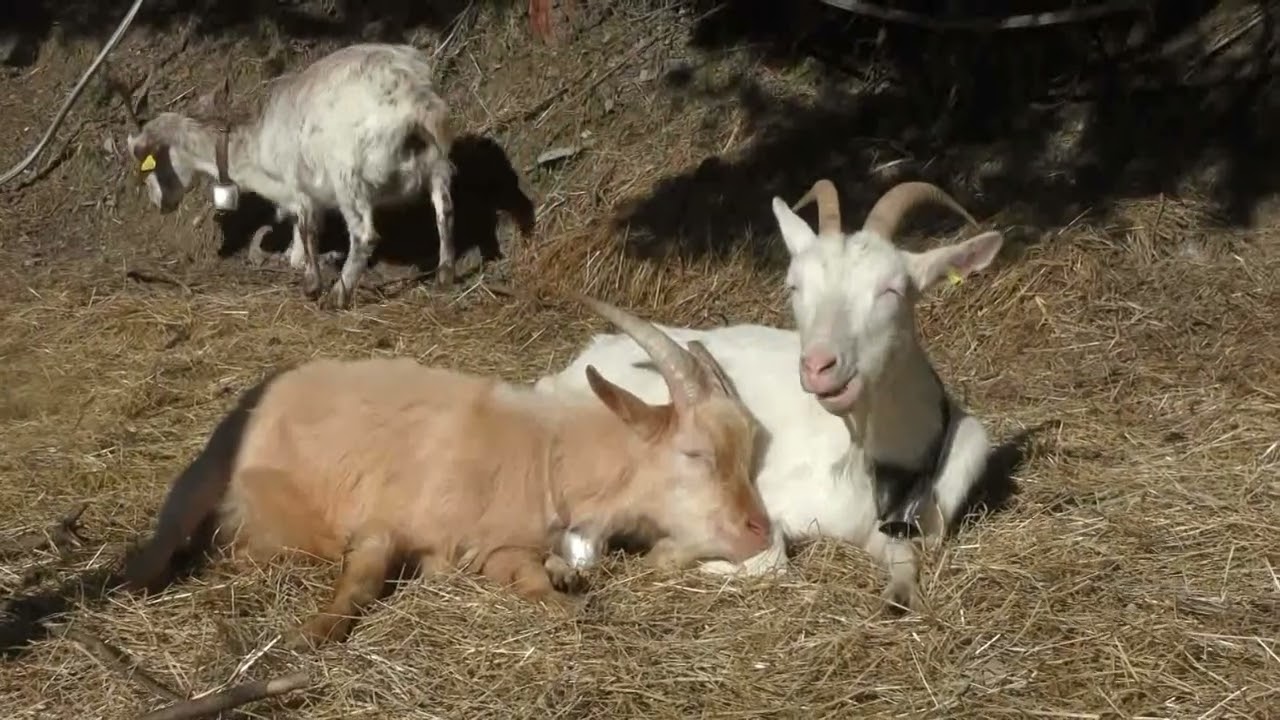 Quand vient le Soleil