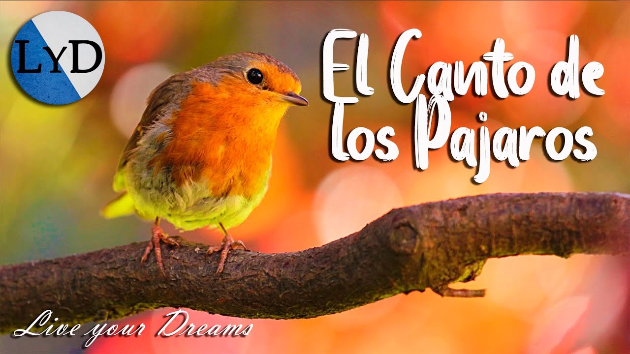 4 HORAS de Sonidos Relajantes de Pájaros Cantando 🐦 El Canto de las Aves, la Naturaleza y el Bosque