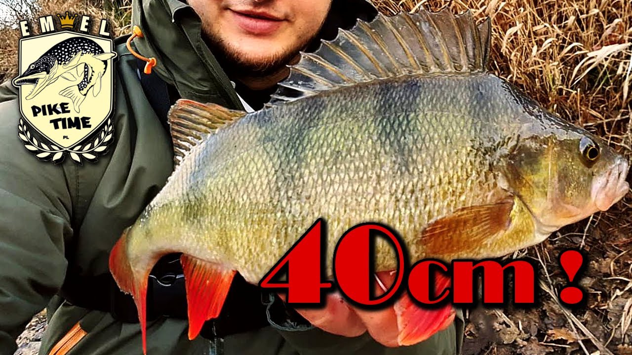 wielki 40cm okoń na DROP SHOT w lutym