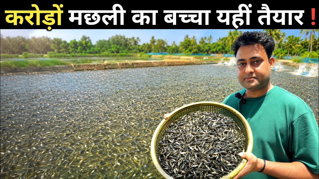 सबसे सस्ता मछली का बच्चा घर बैठे मंगवाए | Fish Seed Farm | Machli ka bacha kaha milega
