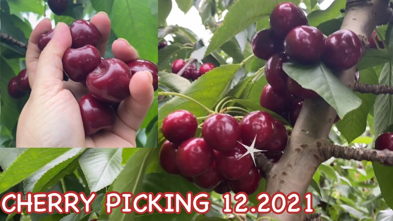 CHERRY PICKING IN VICTORIA, AUSTRALIA | CHERRIES •4K• Cooking Pinay Travel