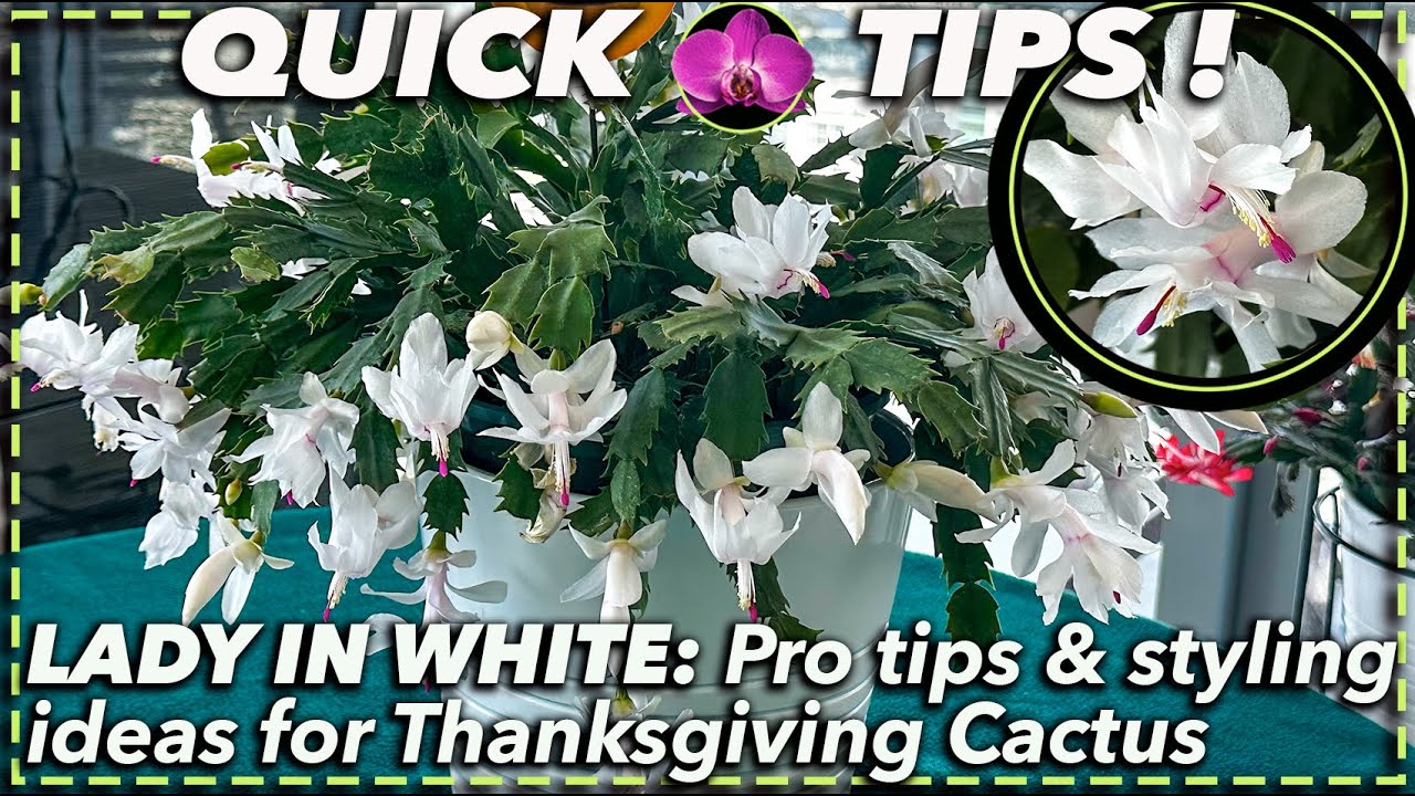 WHITE THANKSGIVING CACTUS: Beyond the basics (pro tips and plant styling ideas)