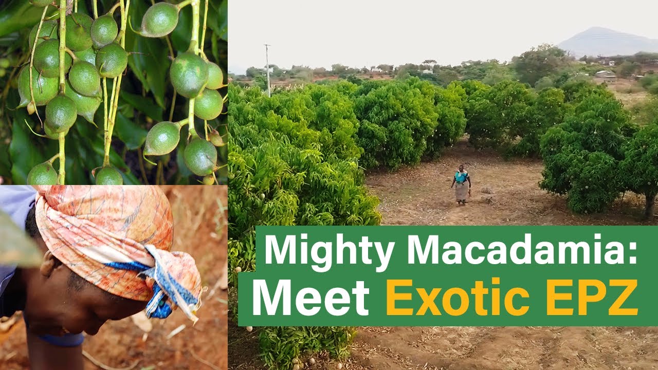 Mighty Macadamia Brings Business to Kenya's Farmers: Meet Exotic EPZ