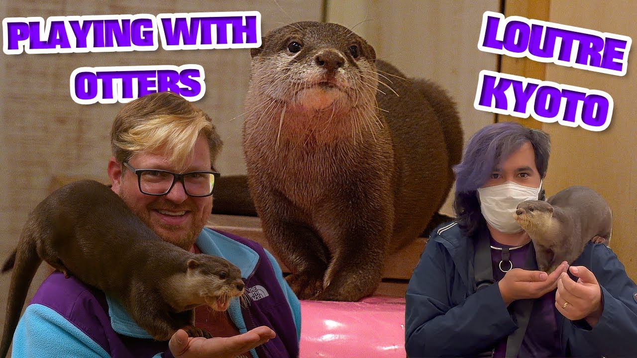 You Can Play with the Otters in Kyoto, Japan! • Loutre Cafe