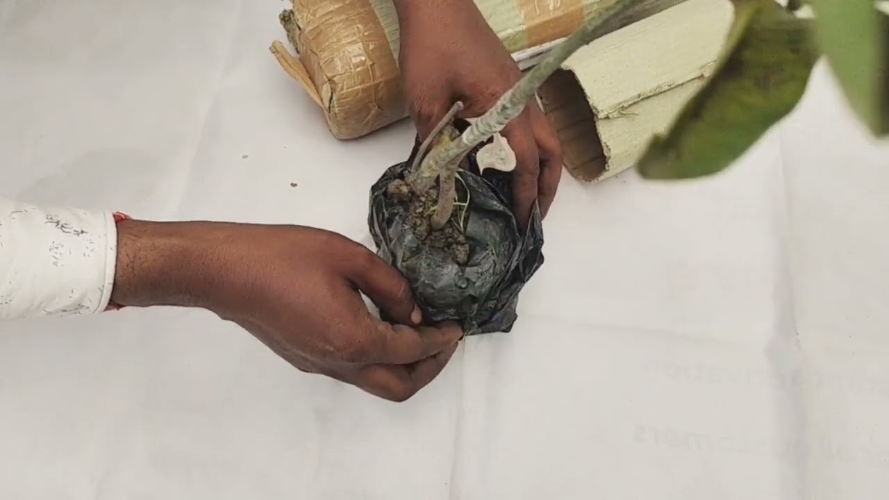 यह आम कच्चे में भी मीठा लगेगा 🥭 Bari 4 mango GRAFTED plant 
