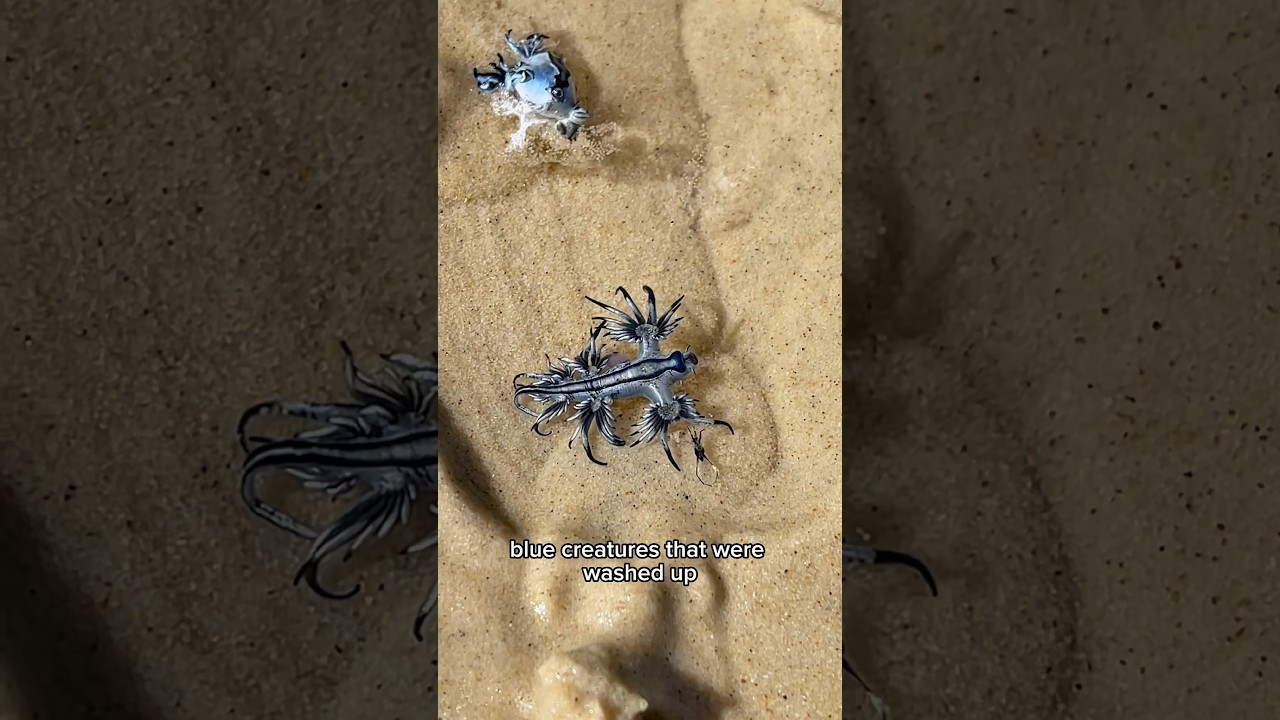 SAVING MYSTERY CREATURES AT THE BEACH! #shorts