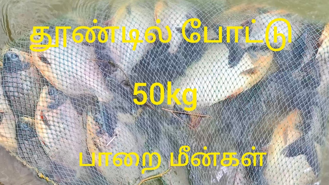 ஒரு நாள் Rod  தூண்டில் போட்டு 50 kg பாறை மீன்கள் village life