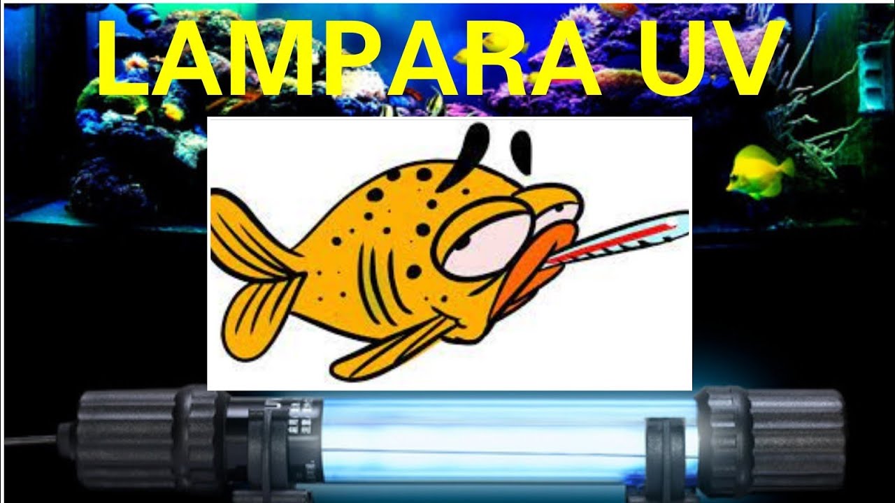 USA LAMPARA UV Y NO TENDRAS ENFERMEDADES Y ALGAS EN TU ACUARIO
