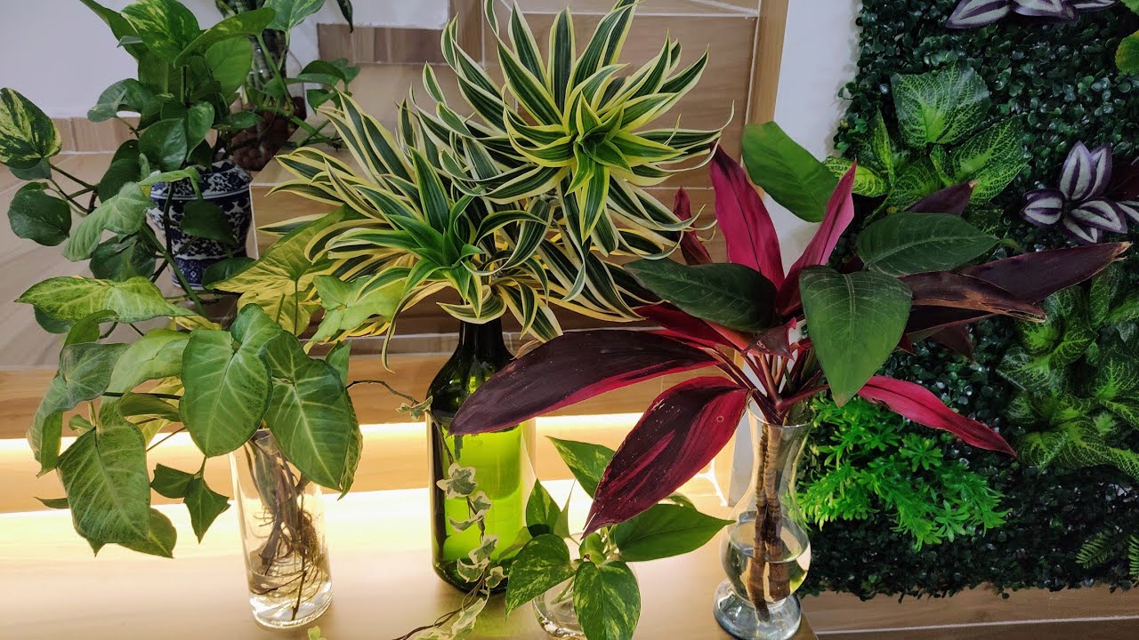 🏡TOUR PELAS MINHAS PLANTAS CULTIVADAS na ÁGUA🌱 Dicas de cultivo e como fazer Belos Arranjos 🪴