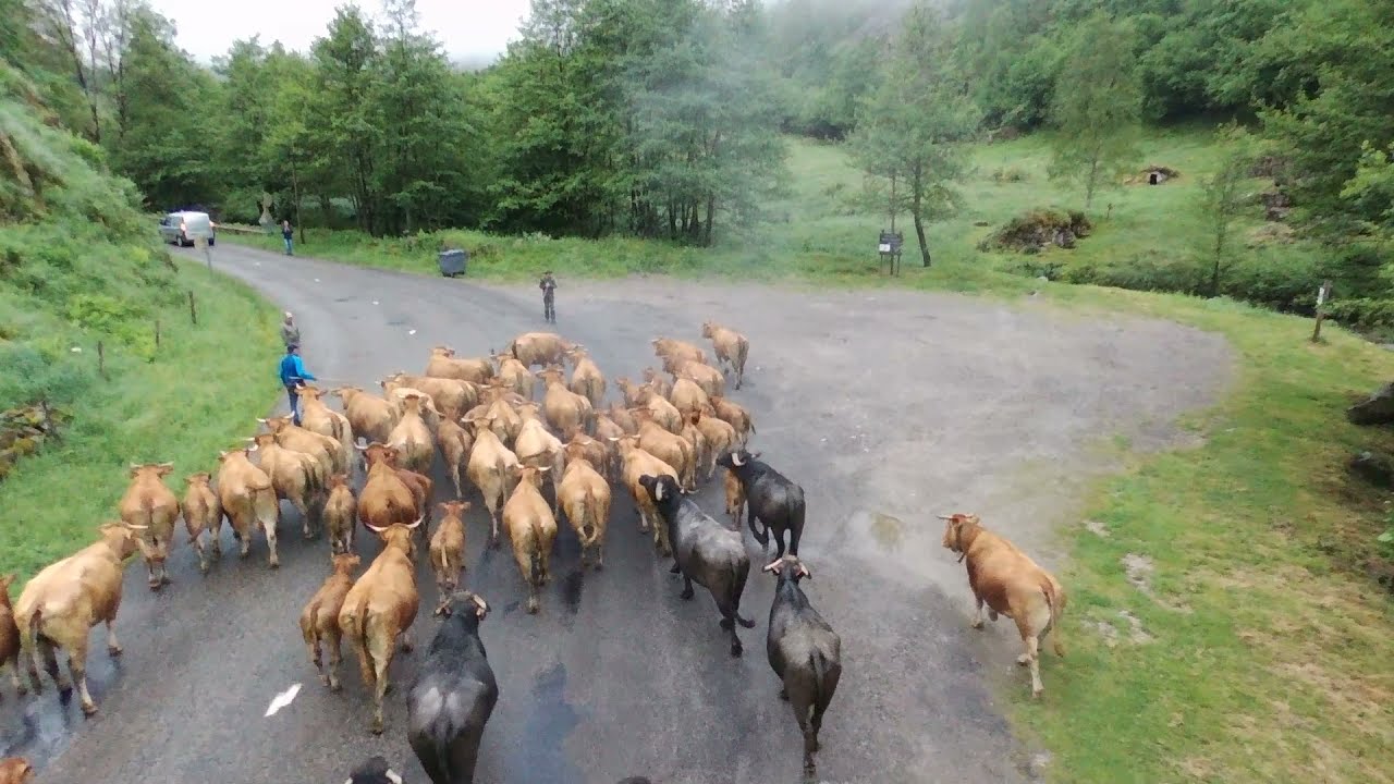 Transhumance des vaches et buffles dans l'Ariège.