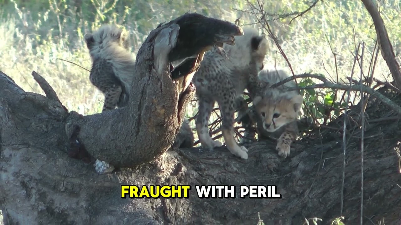 Parent & Offspring in the Wild / Animal Family Life