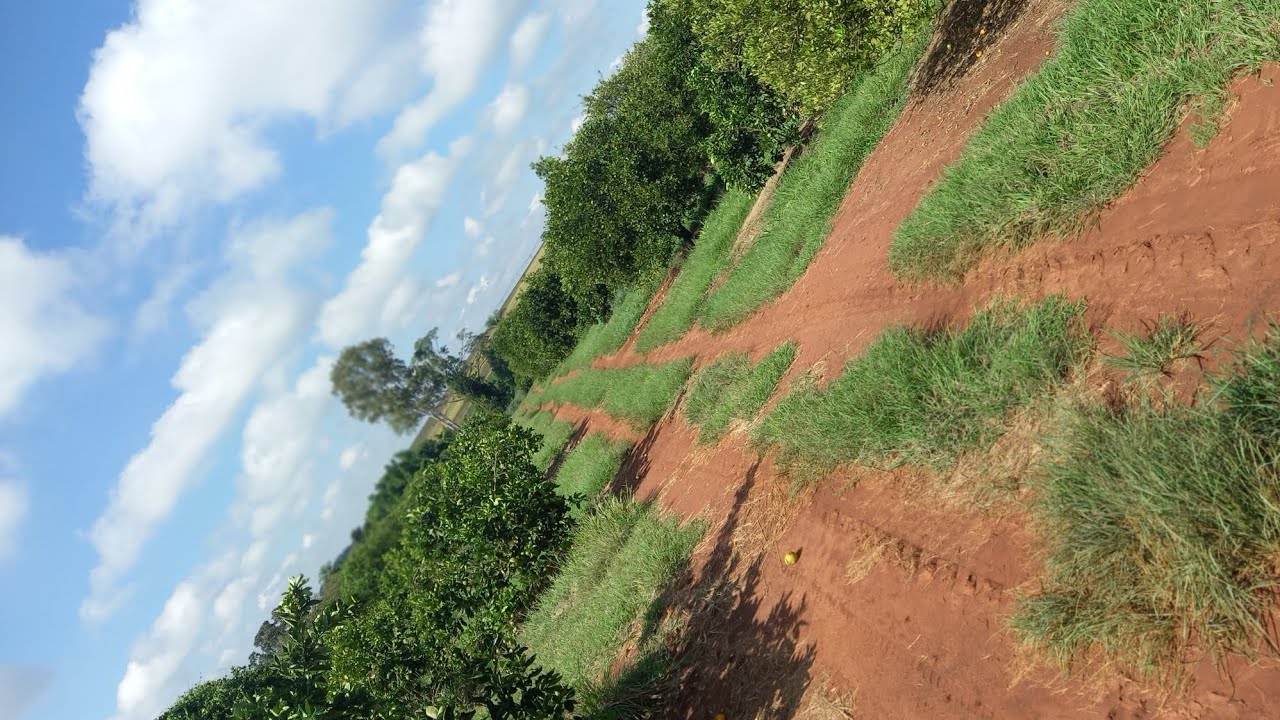 Mostrando a laranja, e cortando para vocês ver a qualidade como é bom (a pedido de um seguidor)