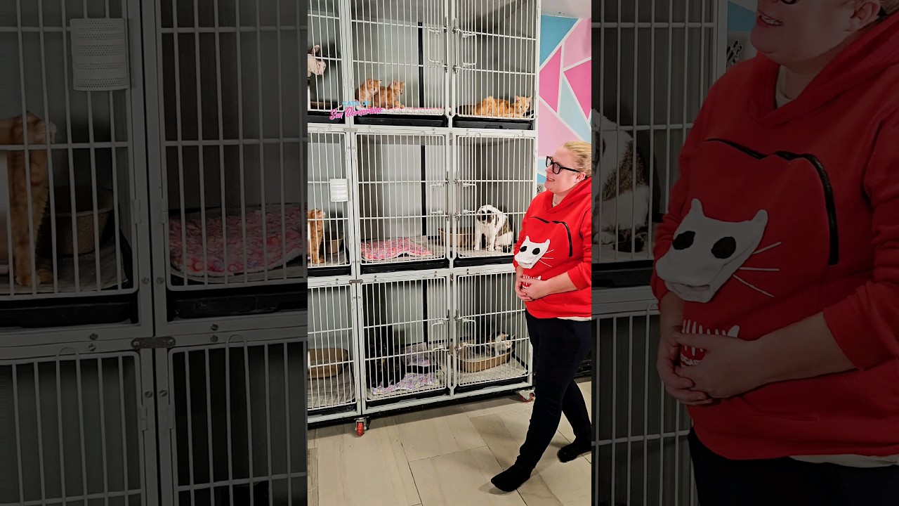 Welcome to the Recovery/Medical Room ❤️ #catrescue #kittens