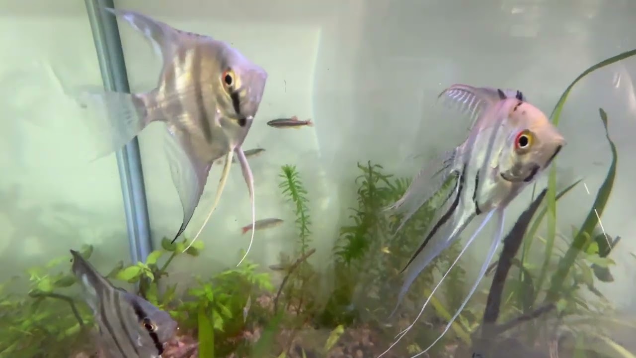 Surto de algas no aquário plantado, e agora? :/