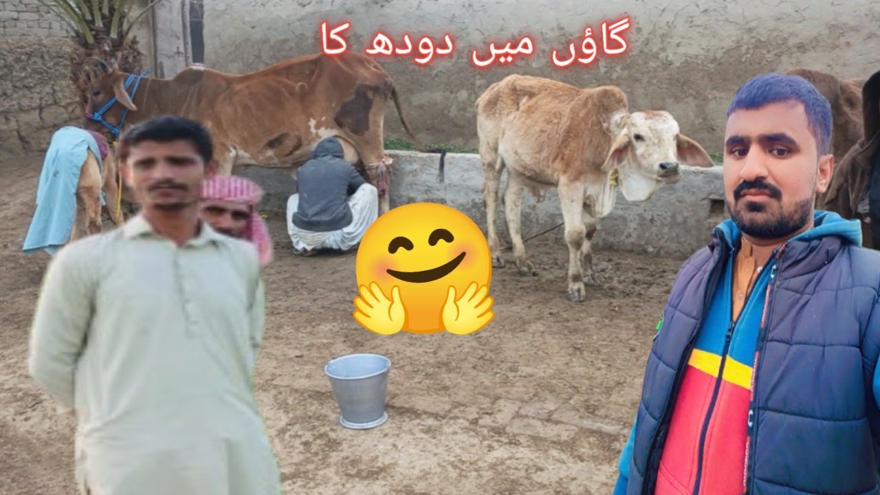 Animal farm and milk in the#villagelife😌