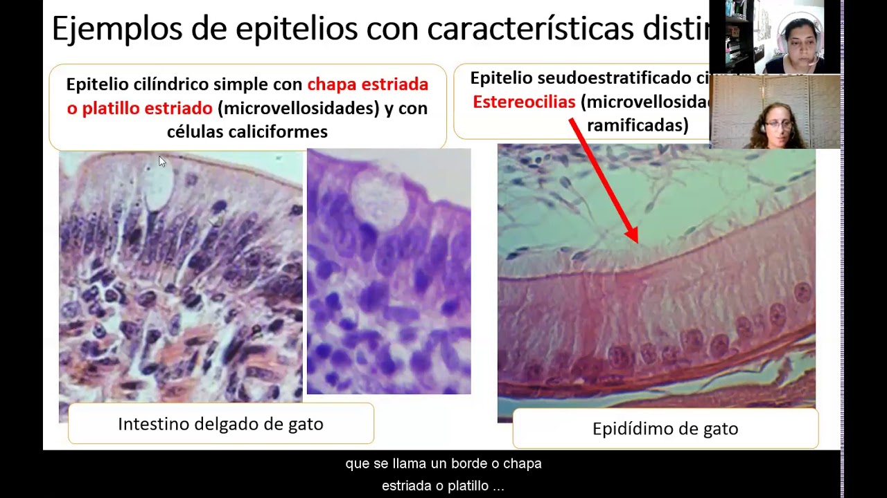 Epitelios 1 - G. Pedrana, F. Alcaide - Histología veterinaria