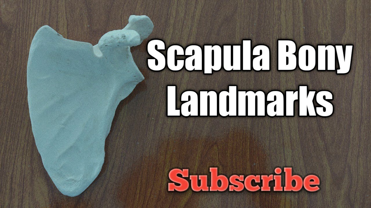 Scapula Bony landmarks (an overview) Urdu/Hindi