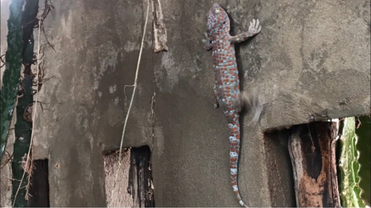 Gecko Sound | Giant Gecko | Gecko Pictures