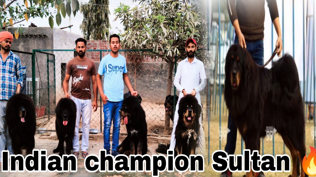 He have Giant Tibetan Mastiff 🔥// Indian champion Sultan 🔥 // Chahal kennel in Dhuri